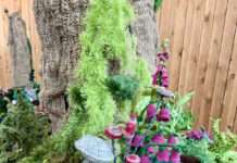 Ausstellung „Waldwunder“