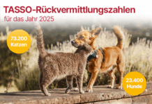 120.000 Hunde und Katzen entlaufen