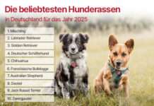 Die Deutschen lieben Labradore – aber Mischlinge noch mehr