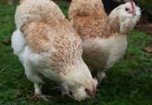 Vom Glück der eigenen Hühner