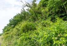 Forst im Dialog – Pflanzung am Waldrand