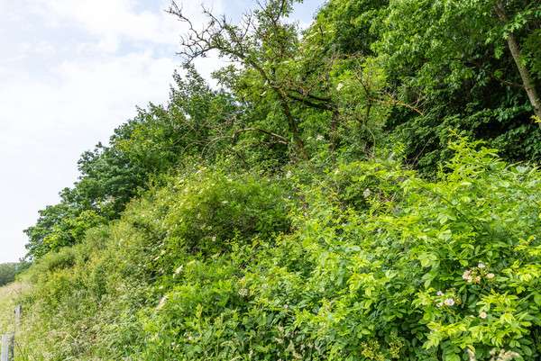 c099183a21ba1fe6241581b42a8367c7@symfony