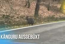 Kängurus von einer Farm ausgebüxt