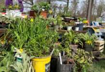 Gemeinsam für mehr Artenvielfalt in unseren Gärten!