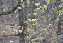 Frühlingsbeten und Rauszeit Natur