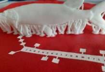 „HEcht jetzt!“: Kaiserslauterns Jugend gestaltet Stadtgeschichte