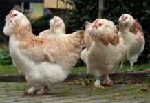 Praxisnahes Seminar zur Legehennenhaltung