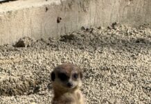 Saisonstart im Zoo zu Ostern: Tierische Erlebnisse für die ganze Familie