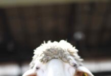 Schafschur fachgerecht erlernen