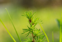 Die Pfälzerwald-Apotheke: Ein Besuch in der Praxis von Frau Doktor Natur
