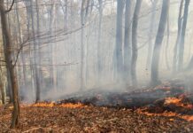 Vegetationsbrand in Kaiserslautern-Morlautern