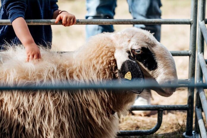 Schafsaktionstag_EvaHartmann