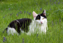 Freigang oder Wohnungshaltung? – TASSO beantwortet die Gretchenfrage der Katzenhaltung