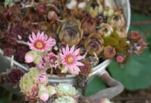 Abschluss für Biosphären-Projekt