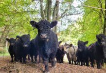 Weiderindfleisch aus der Region