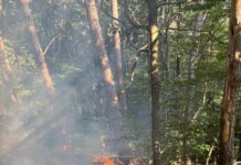 Aufwändiger Waldbrandeinsatz am Kohlkopf bei Hohenecken
