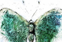 Neue Ausstellung „toxic beauties“ im Haus der Nachhaltigkeit