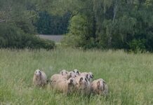 Schafherde ausgebüxt