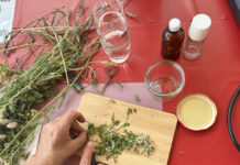 Kräuterwissen zum Mitnehmen: Zwei Kräuterworkshops am Haus der Nachhaltigkeit