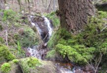 Quellen im Pfälzerwald – Forschungsprojekt mit ehrenamtlichen Helfern