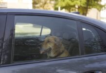 Geparkte Autos werden schnell zur lebensgefährlichen Hitzefalle