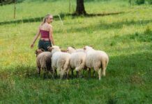 Schäferfest mit Familienprogramm – Einblick in seltenen Berufsalltag