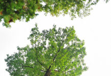 Forst im Dialog – Waldpflege