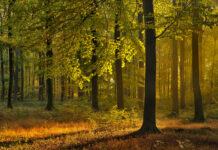 Herbstgesang und „Rauszeit Natur“ – Den Wald als Ort der Ruhe und der Achtsamkeit erfahren