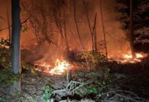 Brand im Wald