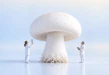 Pilze – Hoffnungsträger für die Biotechnologie