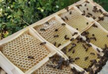 Erneuter Ausbruch der Amerikanischen Faulbrut bei Bienen im Landkreis Kaiserslautern