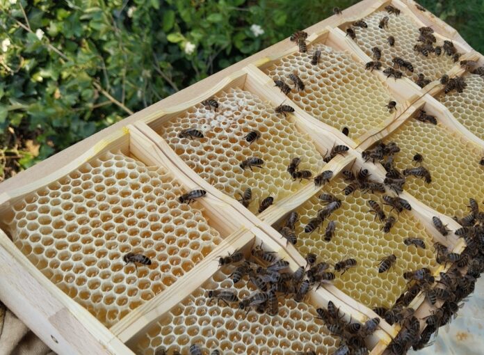 Bienen_Faulbrut