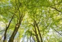 Die Pfälzerwald-Apotheke: Ein Besuch in der Praxis von Frau Doktor Natur