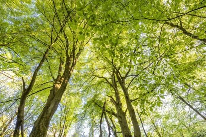 Waldstimmung