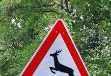 Wildwechsel im Spätsommer und Herbst: Erhöhtes Wildunfallrisiko an Feldern und Waldrändern