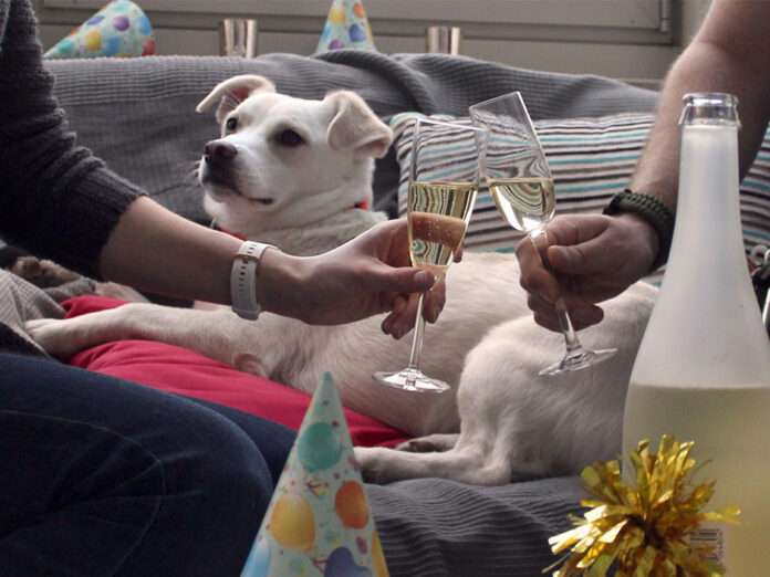 Presse_Silvester_Hund_(c)TASSO-e-V